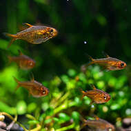 Image of Ember tetra