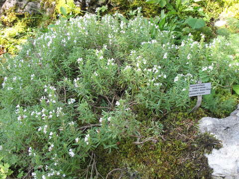 Image of perennial savory