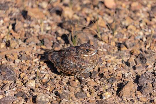 Image of Least Nighthawk