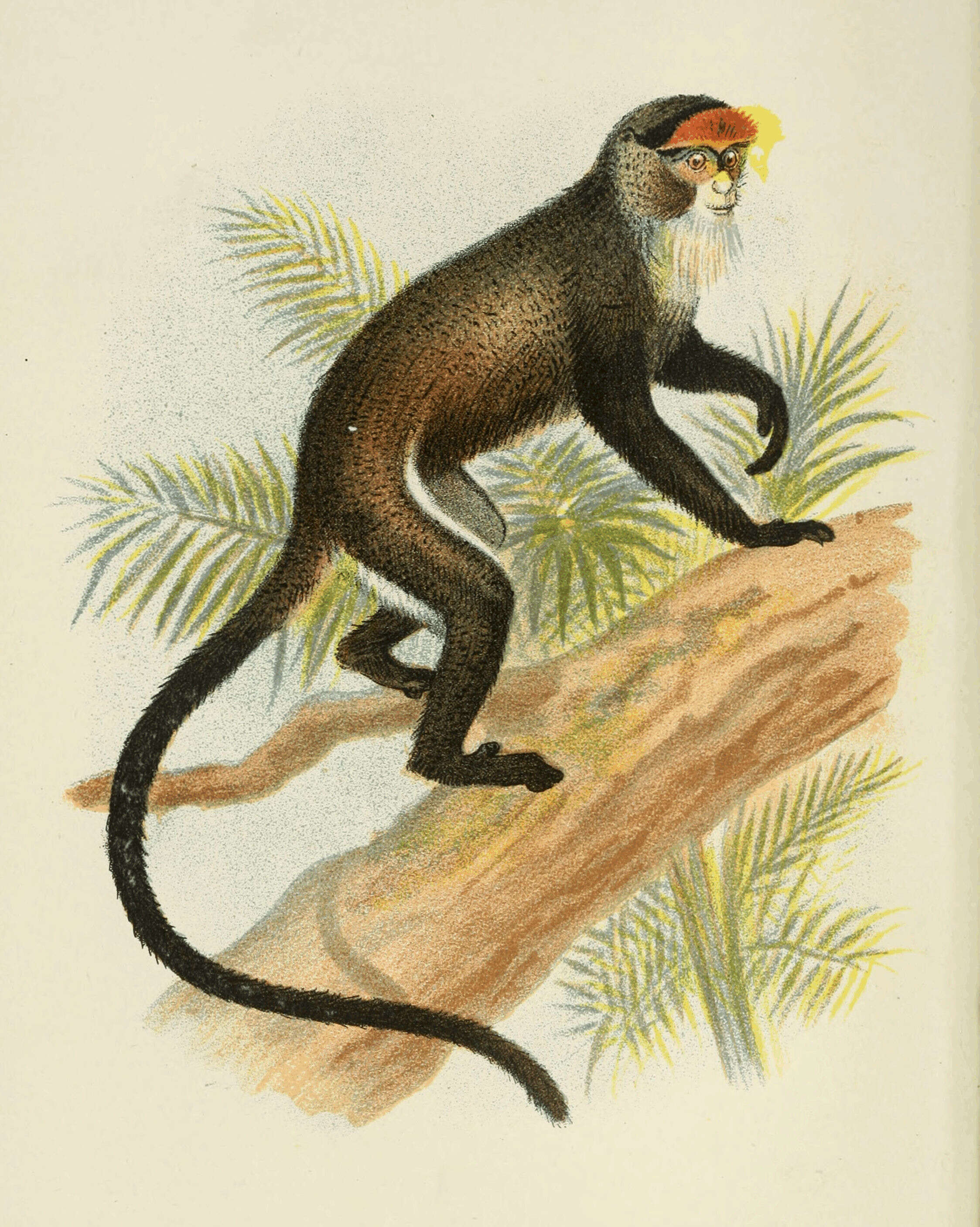 Cercopithecus neglectus Schlegel 1876 resmi