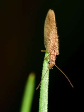 Image of Micromus tasmaniae (Walker 1860)