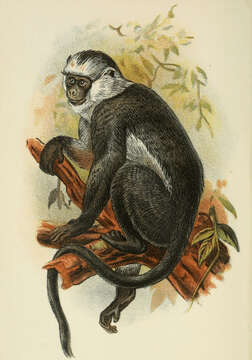 Image of Gray Leaf Monkey