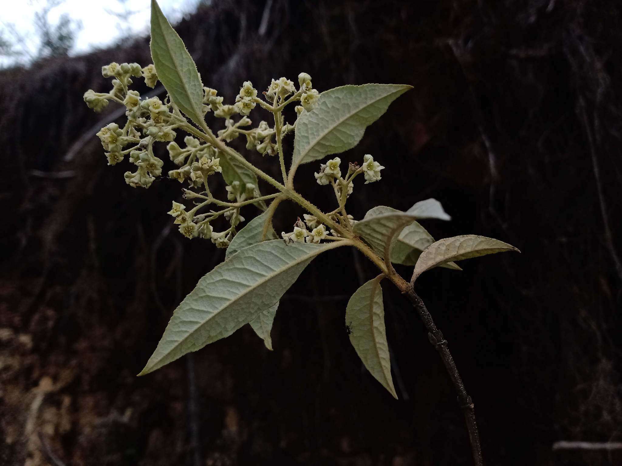 Image of Buddleja parviflora Kunth