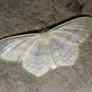 صورة Scopula nigropunctata Hüfnagel 1767