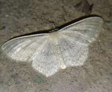 Scopula nigropunctata Hüfnagel 1767的圖片