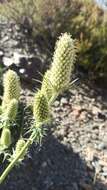 Imagem de Eryngium duriaei Gay ex Boiss.