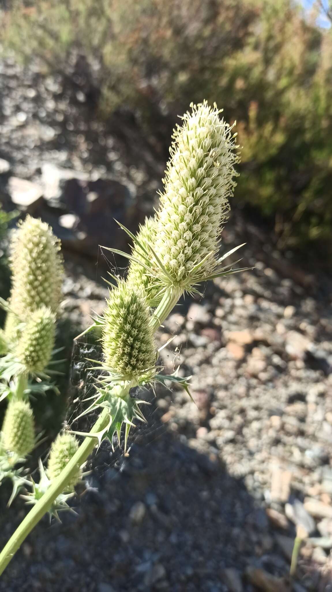 Eryngium duriaei Gay ex Boiss. resmi