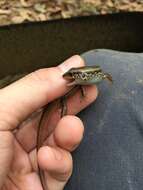 Image of Indian Forest Skink