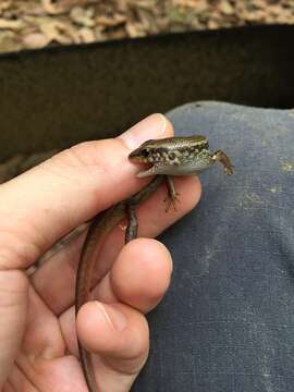 Image of Indian Forest Skink