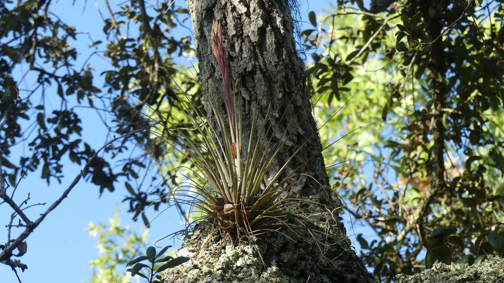 Image of airplant