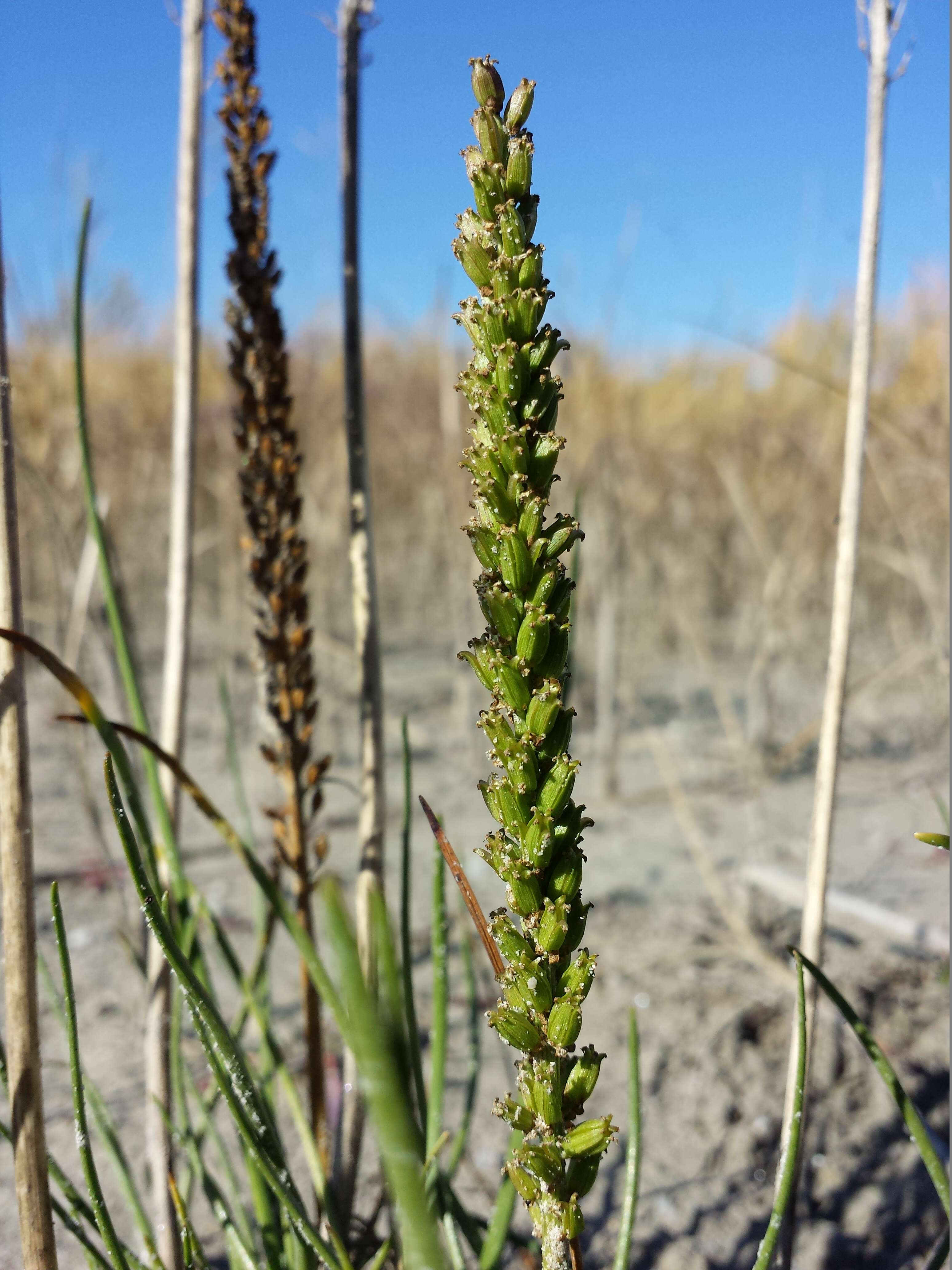 Image of Sea Arrowgrass