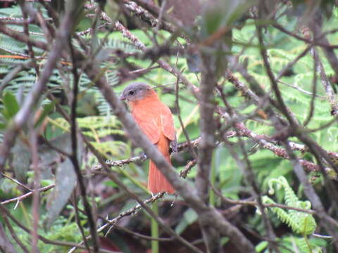 Image of Rufous-tailed Attila