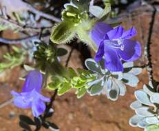 Image of Eremophila hygrophana Chinnock