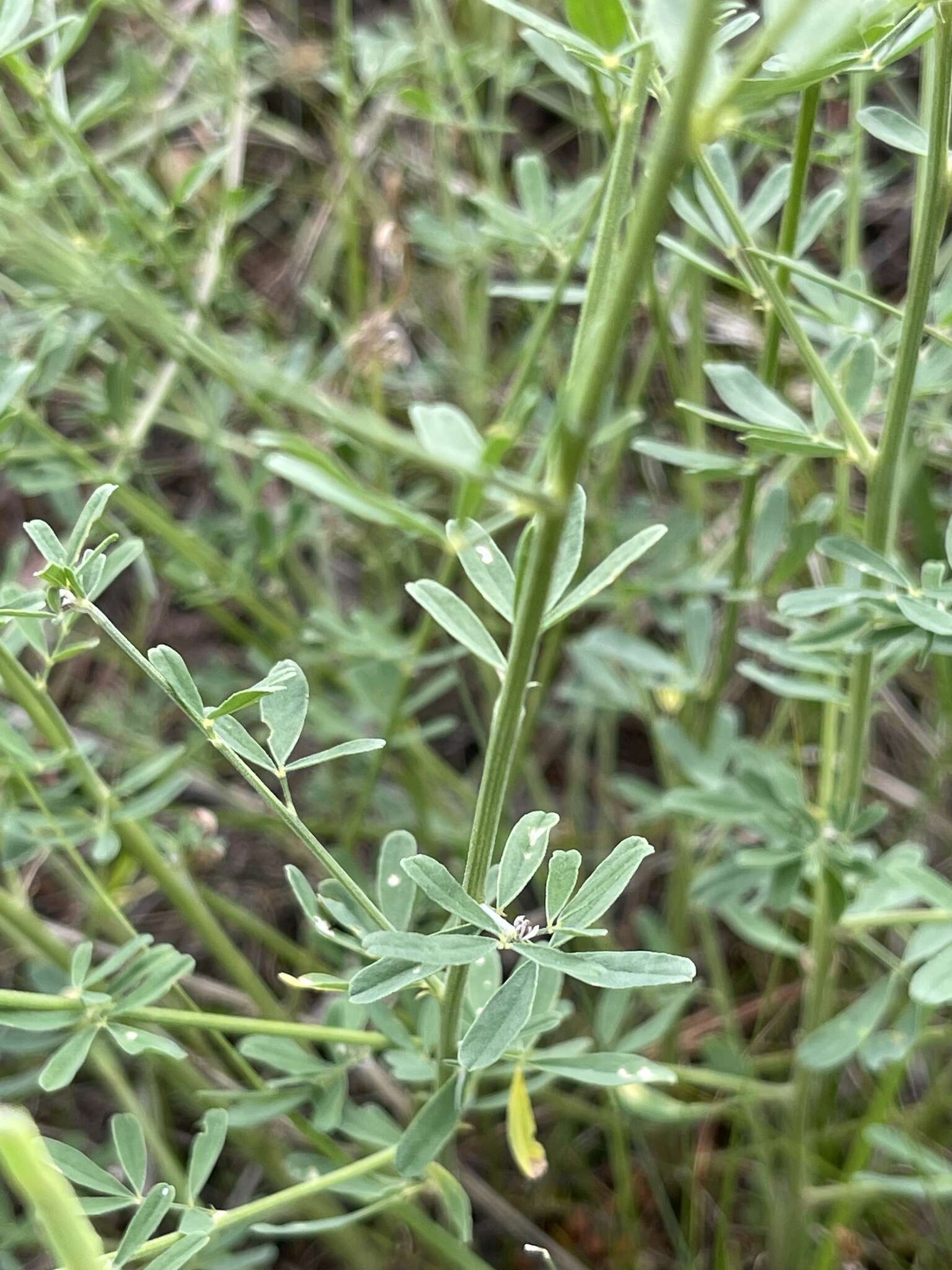 Image of Astragalus melilotoides Pall.