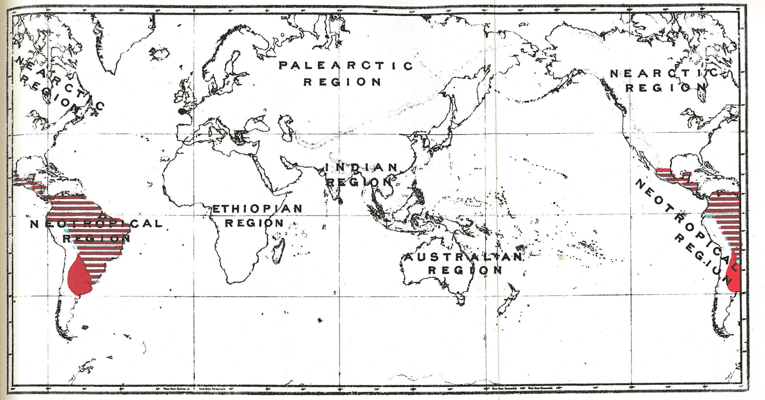 Image of New World monkeys