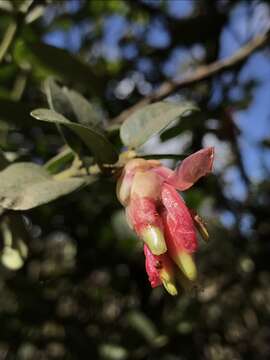 Cavendishia bracteata (Ruiz & Pav. ex A. St. Hilaire) Hørold的圖片