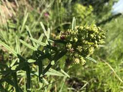 Image of Schizoglossum bidens E. Mey.