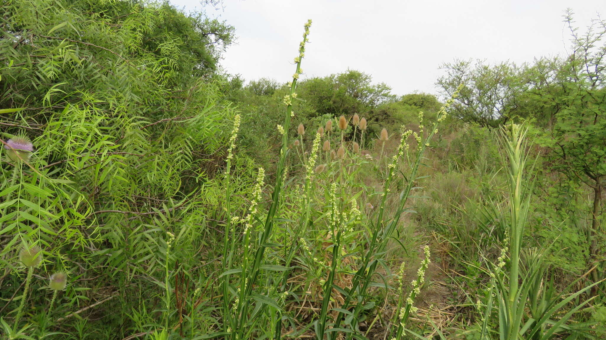 Image de Baccharis phyteumoides (Less.) DC.