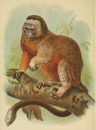 Image of Silvery-brown Bare-face Tamarin