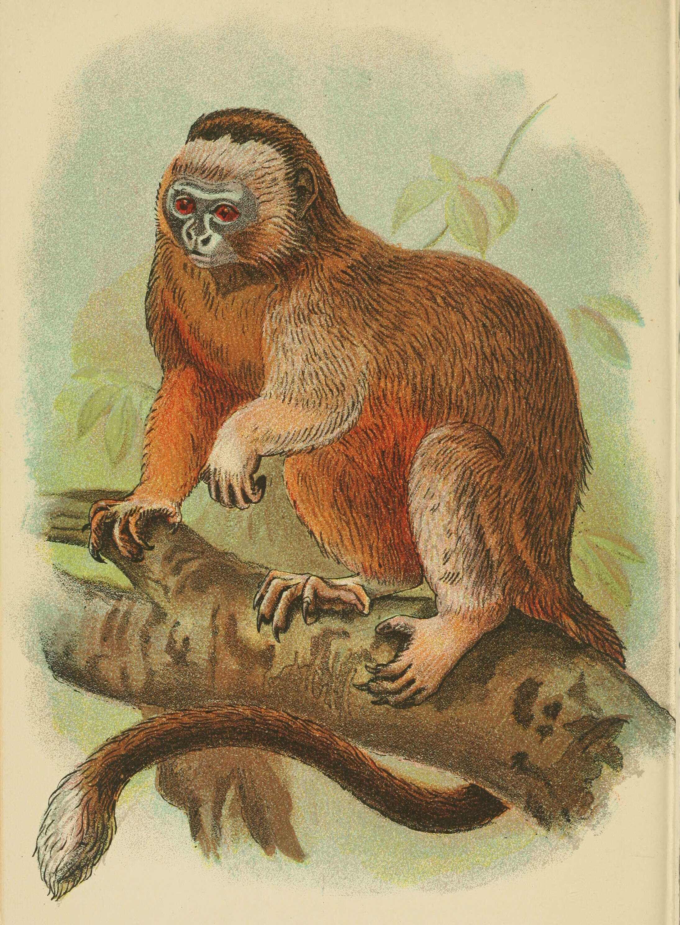 Image of Silvery-brown Bare-face Tamarin