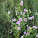 Image de Malva thuringiaca subsp. thuringiaca