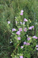 Image of Malva thuringiaca subsp. thuringiaca