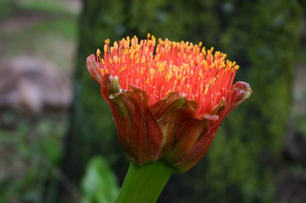 Imagem de Scadoxus puniceus (L.) Friis & Nordal