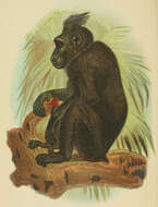 Image of Celebes crested macaque