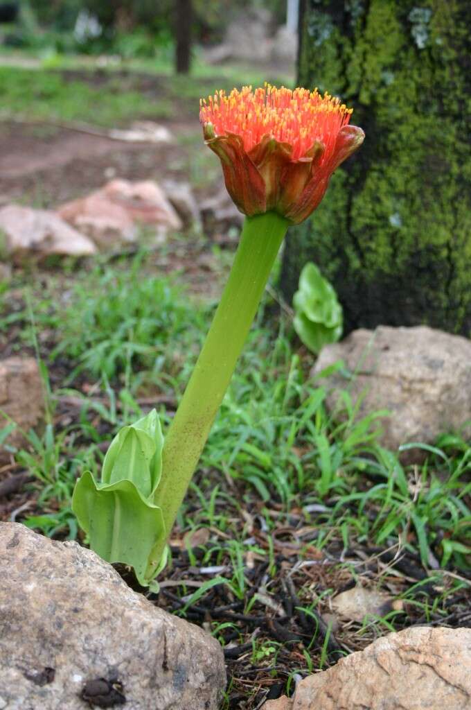 Image of Paintbrush lily