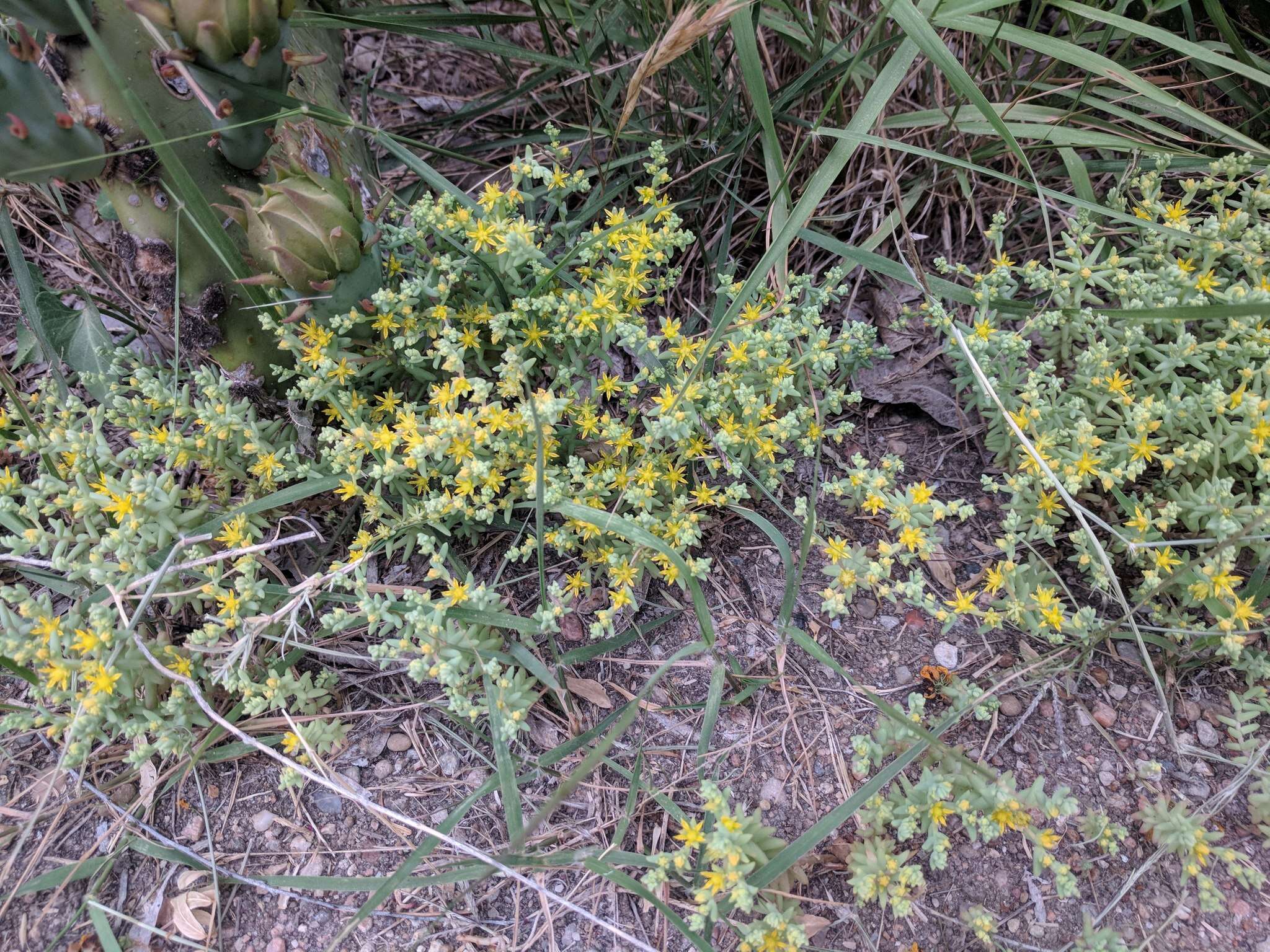 Imagem de Sedum nuttalianum Rafin.