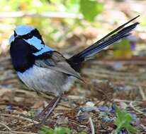 Image of Superb Fairy-wren