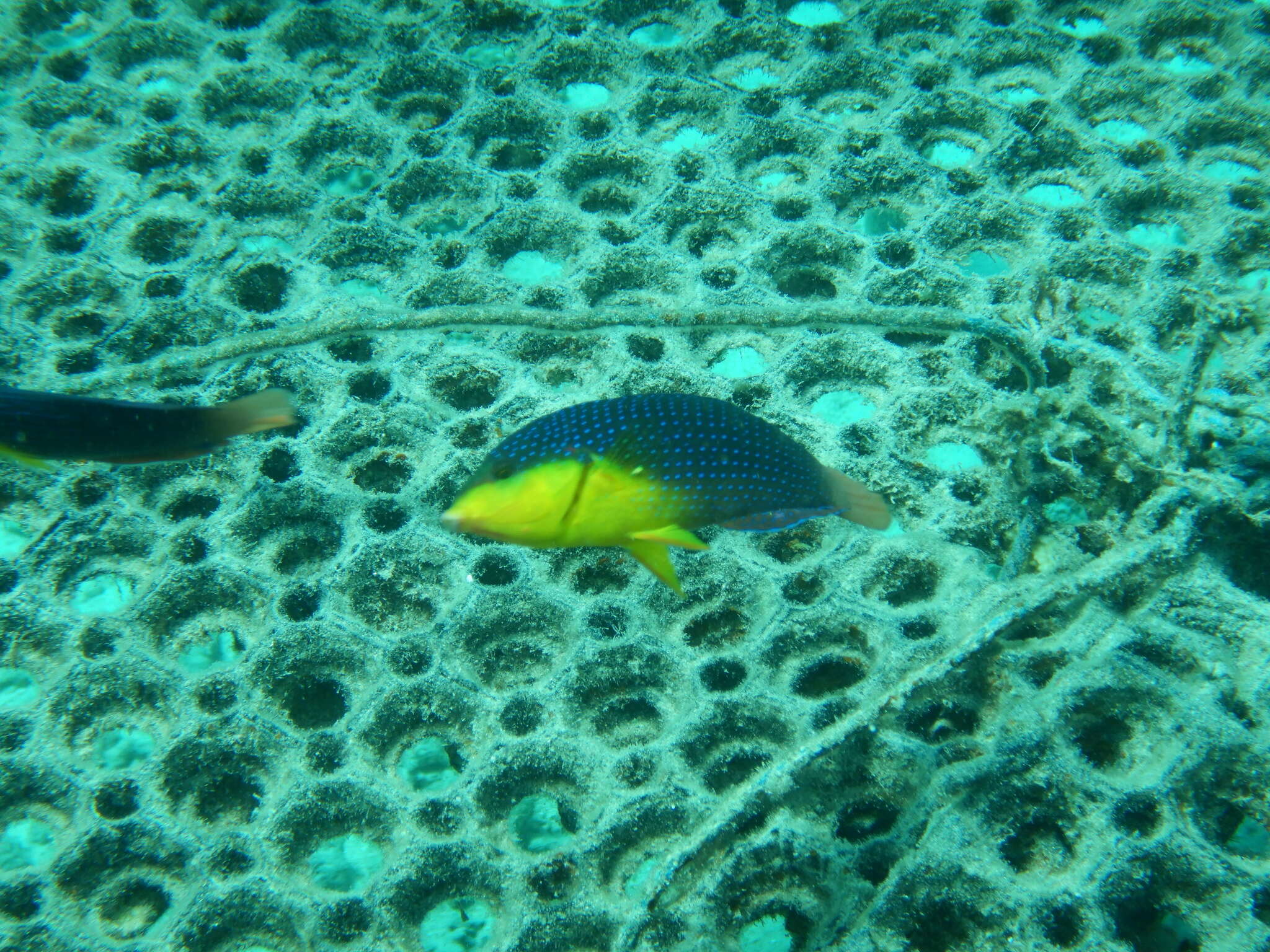 Image of Twister Wrasse