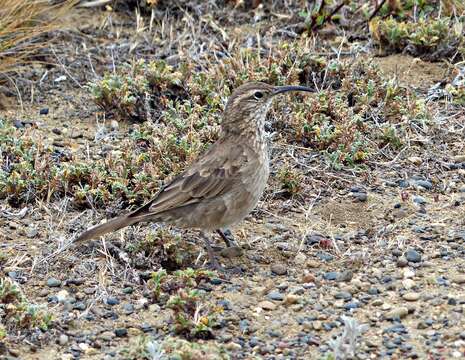 Image of Scale-throated Earthcreeper