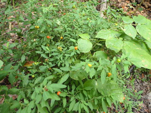 Image of Jerusalem Cherry