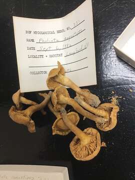 Pholiota angustipes (Peck) Sacc. 1887 resmi