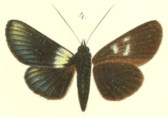 Image of Burgena chalybeata Rothschild 1896