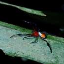 Image of Leucauge kuchingensis (Dzulhelmi & Suriyanti 2015)