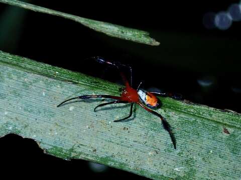 Image of Leucauge kuchingensis (Dzulhelmi & Suriyanti 2015)