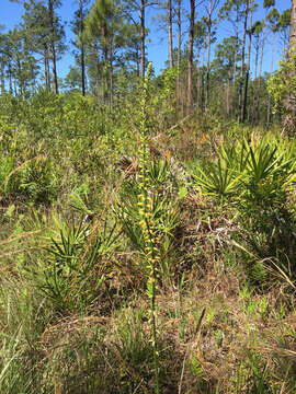 Image of yellow colicroot