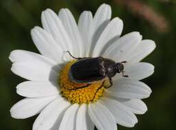 Sivun Amphimallon atrum (Herbst 1790) kuva