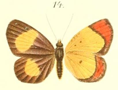Image of <i>Callidula hypoleuca</i> Butler 1887