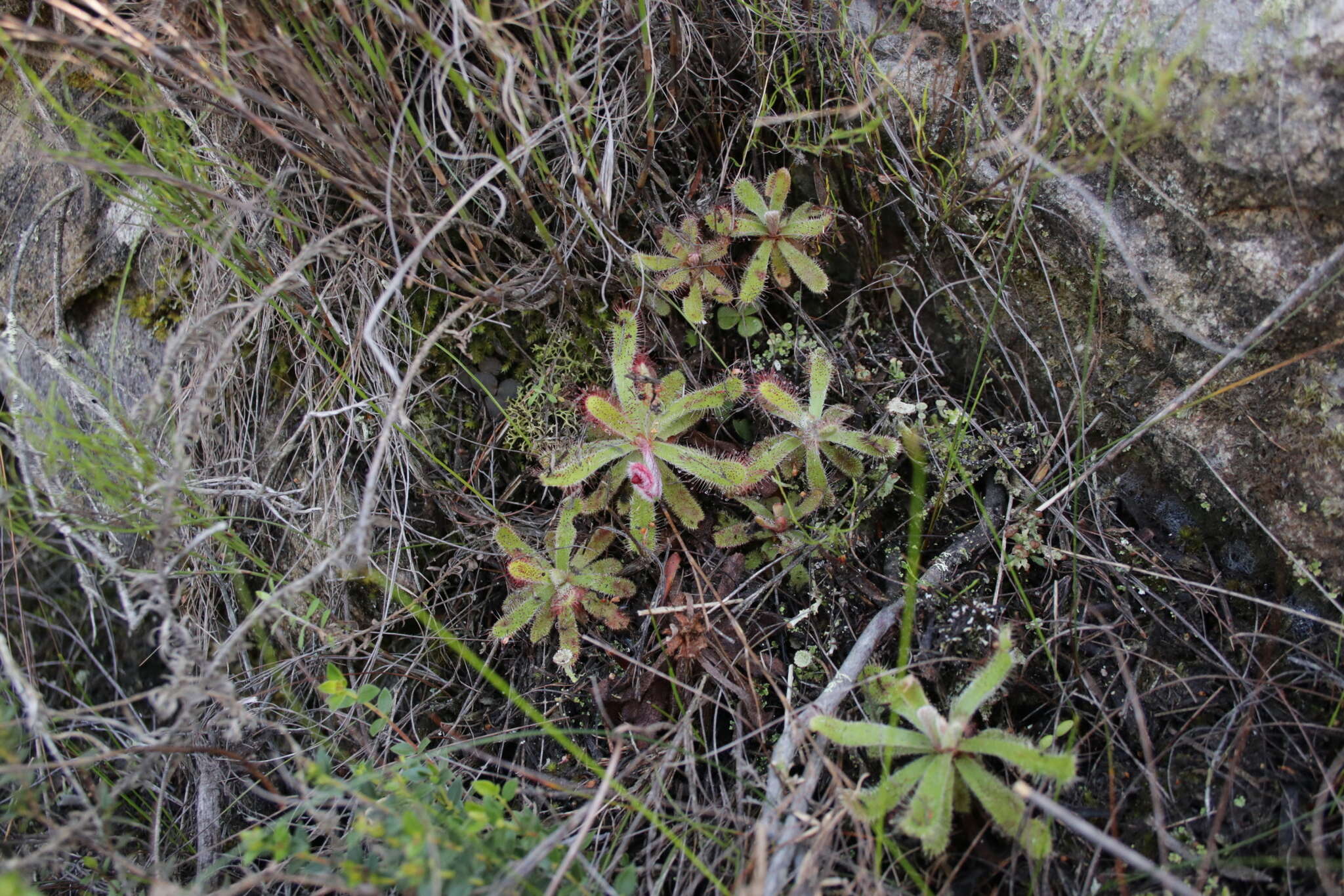 Image of <i>Drosera ericgreenii</i> A. Fleischm., R. P. Gibson & Rivadavia