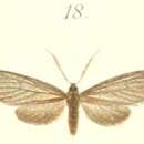 صورة Machairophora Hampson 1893