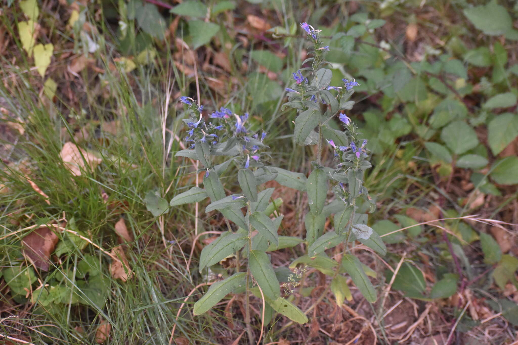 Plancia ëd Echium rosulatum Lange