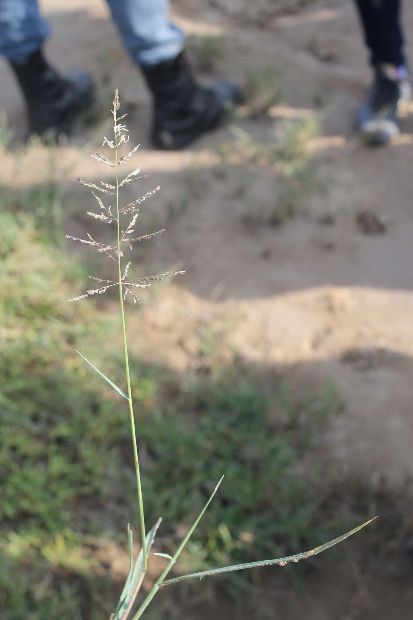 Image of Target Dropseed