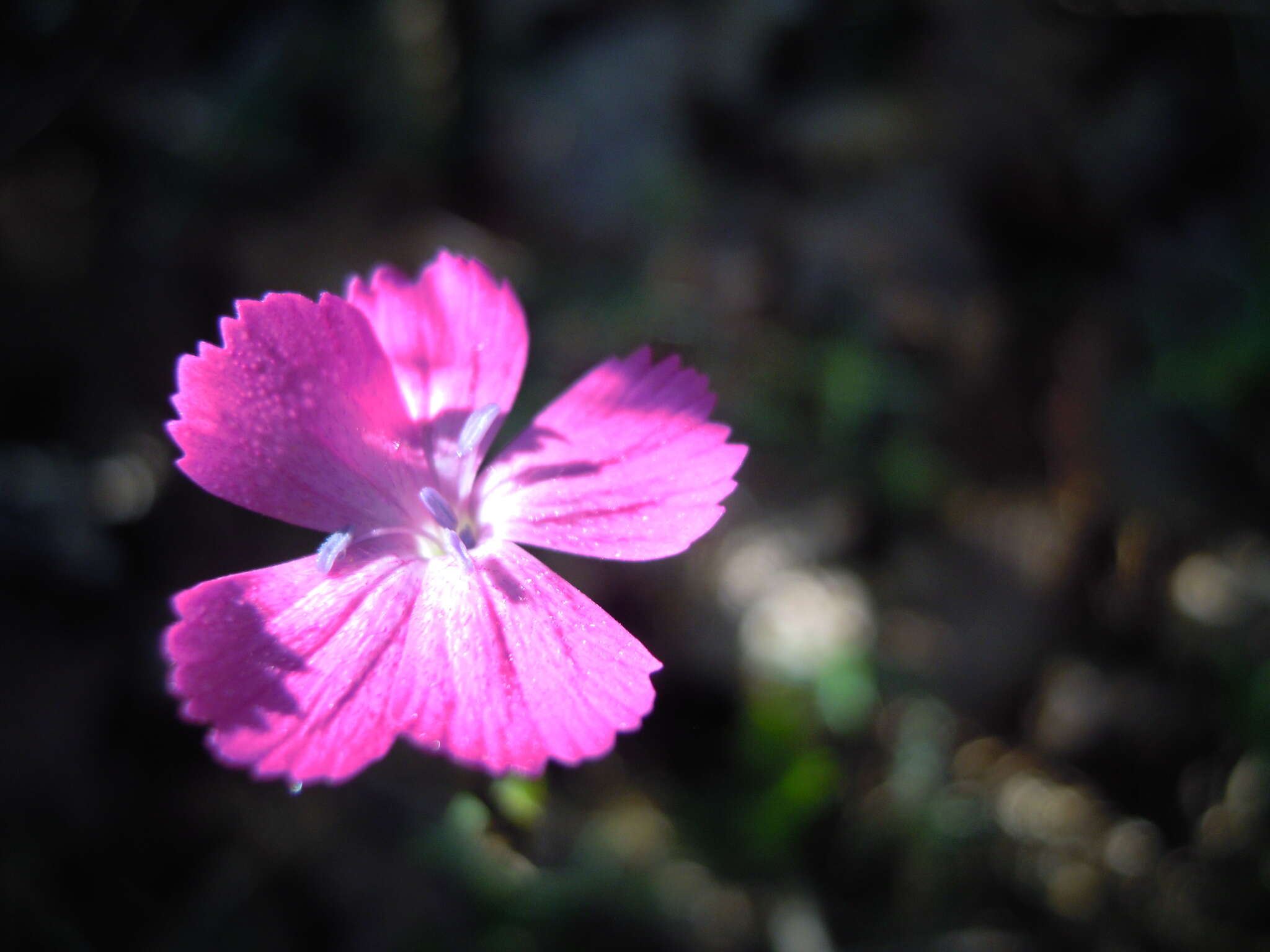 Sivun Dianthus scaber Chaix kuva