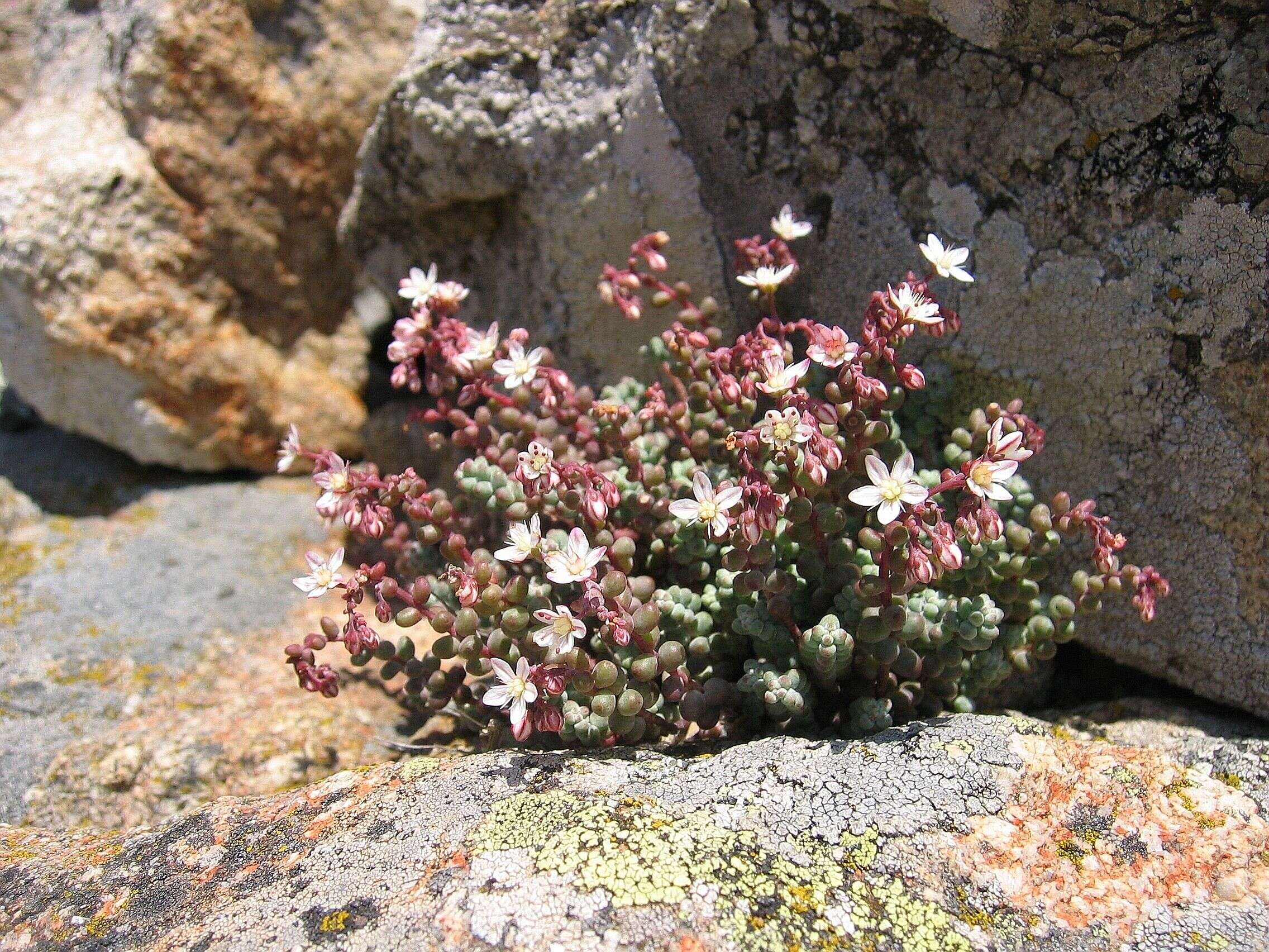 Image of Sedum brevifolium DC.