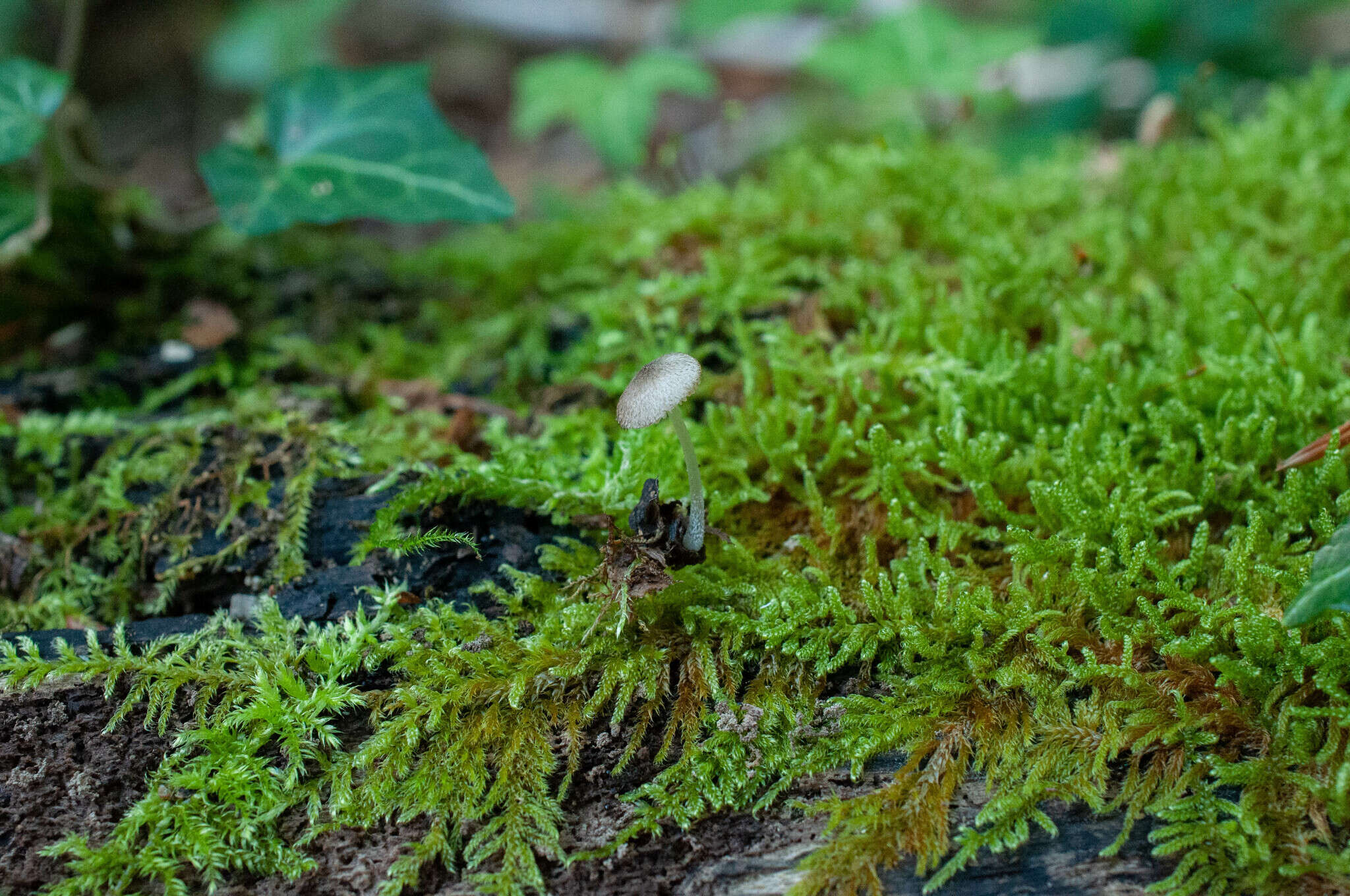 Imagem de Pluteus hispidulus (Fr.) Gillet 1876