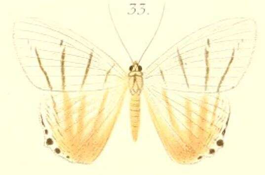 Image of Micronia notabalis