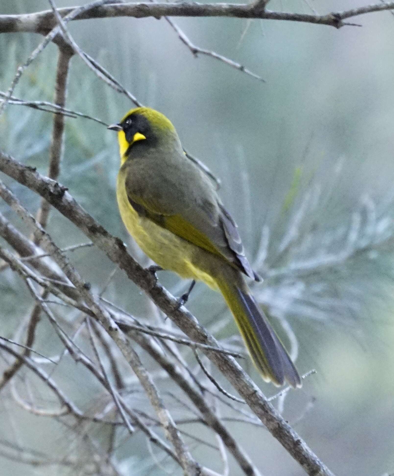 Image of Yellow-tufted Honeyeater